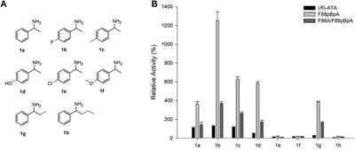 Non-Canonical Amino Acid-Based Engineering of (R)-Amine Transaminase